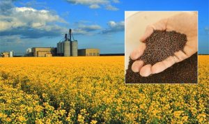 For those of you not from the prairies, this is what Canola (or Rapeseed) looks like. Most canola is genetically modified, which gives you another reason to avoid it!